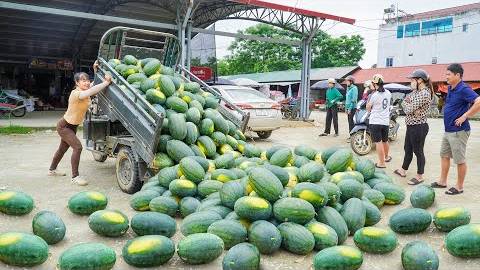 Use 3-Wheeled To Harvest Lots Of Watermelons Goes To Countryside Market Sell | Free Bushcraft.