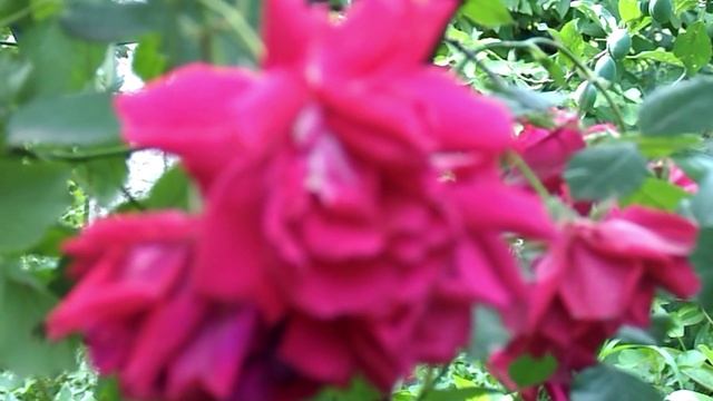 Лепестки Розы и их польза для здоровья человека + видео рецепт _ _2ч