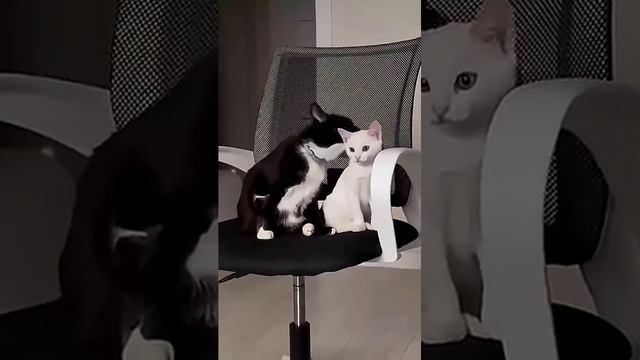 Спокойная жизнь кота закончилась)
