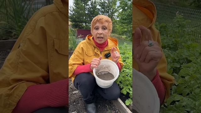 Так ли хороша ЗОЛА?