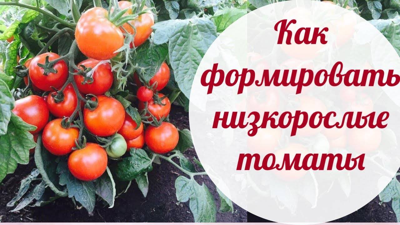 САМАЯ ПОНЯТНАЯ И ПРОСТАЯ ФОРМИРОВКА НИЗКОРОСЛЫХ ТОМАТОВ!