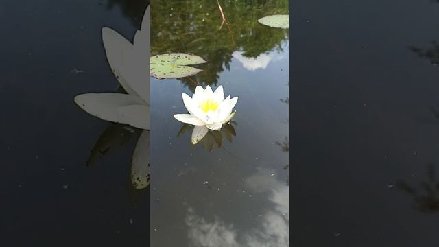 1000015202.mp4 Лилия