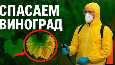 СПАСАЕМ ВИНОГРАД ЖЕЛТЕЮТ ЛИСТЬЯ — КАК ЭТО ОСТАНОВИТЬ?