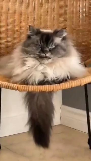 Когда у тебя дома живёт Сатана🤣