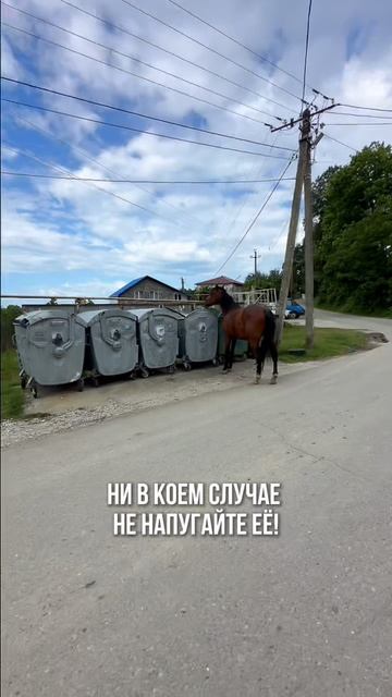 Как нельзя обгонять лошадь #БегаемХудеем #ЯЕду