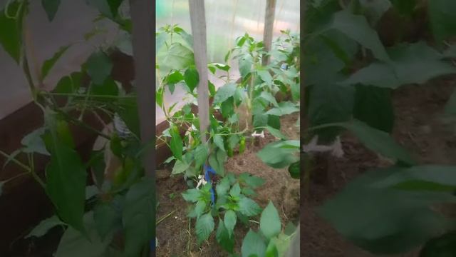 Уход за перцами в теплице