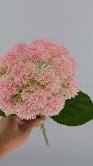 Седум силикон