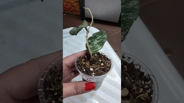 Хойя Каудата Сильвер 🌿