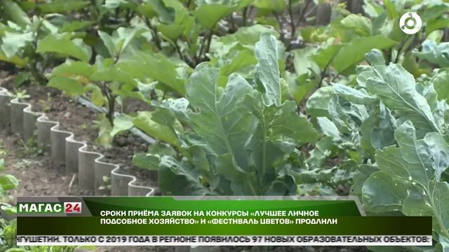 Сроки приёма заявок на конкурсы лучшее ЛПХ и "Фестиваль цветов" продлили