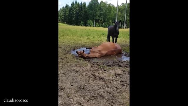 Самые смешные видео о лошадях 2025 года, которые доказывают, что они Тайные комики!
