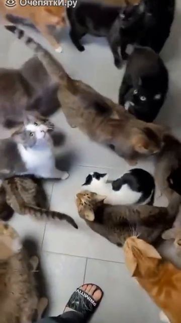 Как накормить кучу кошек