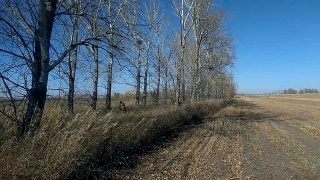 30.09.2018.Осень в Бийском районе.