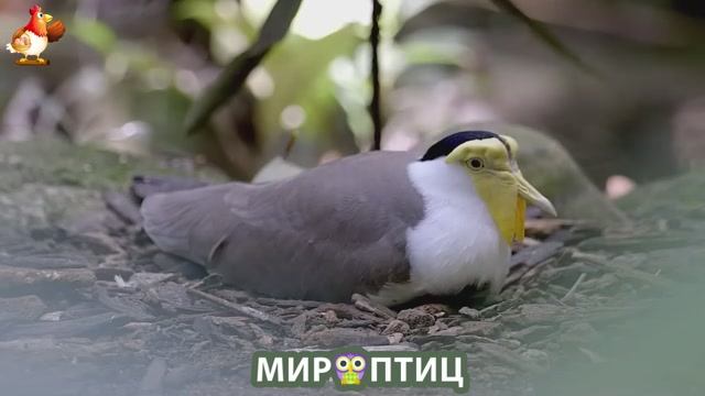 Мир птиц – красота и грация пернатых созданий Природы 🦩🦚🦜 Выпуск (243) 🦉🐦🐤