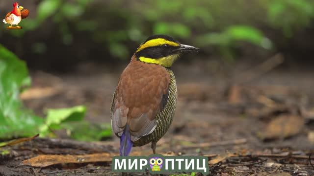 Мир птиц – красота и грация пернатых созданий Природы 🦩🦚🦜 Выпуск (242) 🦉🐦🐤