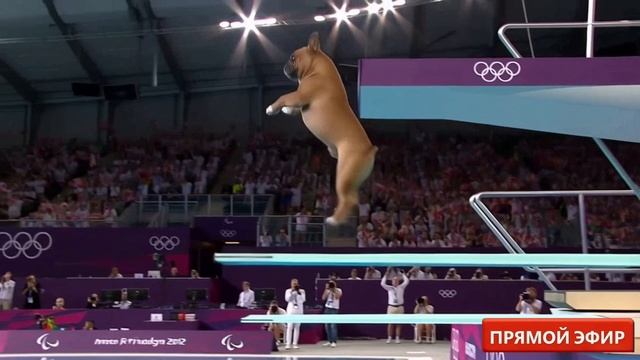 Оцените прыжок от 1️⃣ до 🔟
