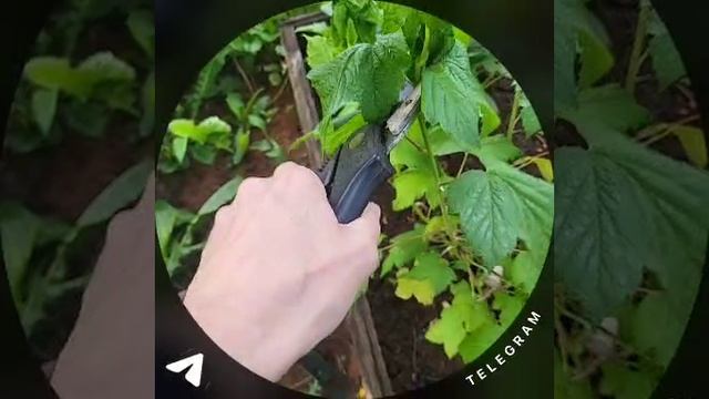 КАК БОРОТЬСЯ С ТЛЕЙ