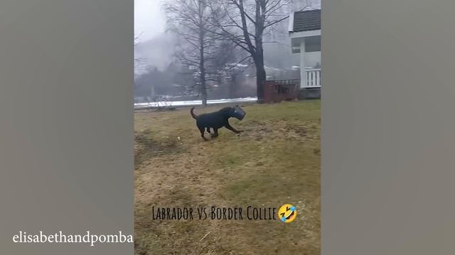 Самые смешные видео С ЖИВОТНЫМИ 2025 Года, Которые Заставят Вас Смеяться До Слез