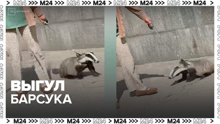 Выгуливающую барсука женщину заметили у станции метро "Комсомольская" - Москва 24