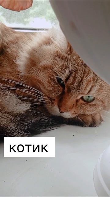 мордашка недовольная