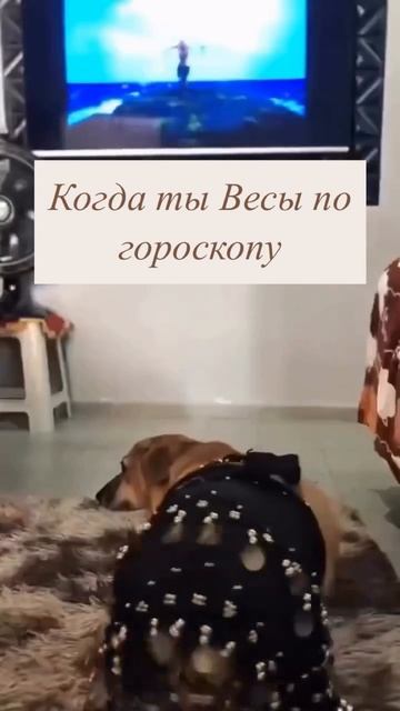 Весы