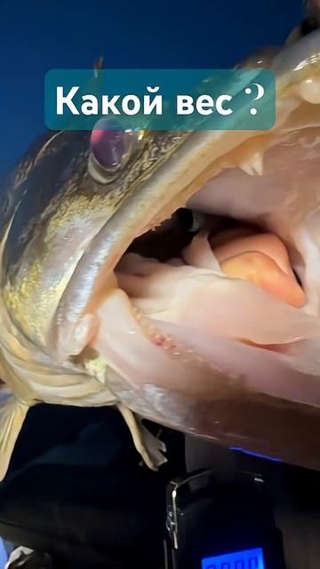 Какой вес судака? #fishing #bigfish #рыба#судак #music