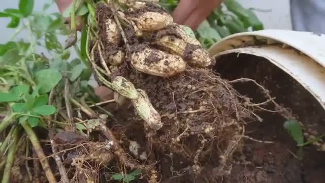 Как вырастить арахис в домашних условиях
