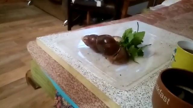 Спринтер Уля