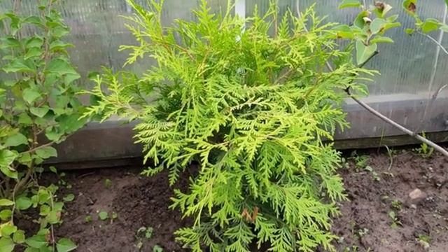 Мой летний сад часть (10)