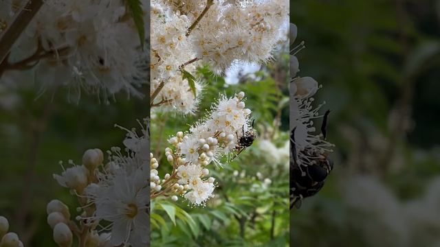Лето шумное, зелёное
Ароматное с любовью
Первых утренних дождей
И весёлых пчёл, шмелей…