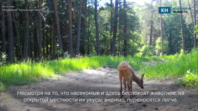 Косуля греется на песке в заповеднике «Калужские засеки»