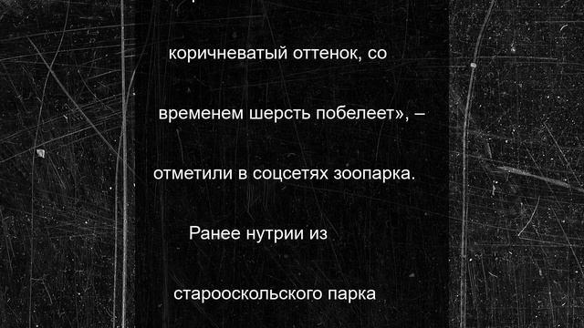 В Старооскольском зоопарке родилась зебра