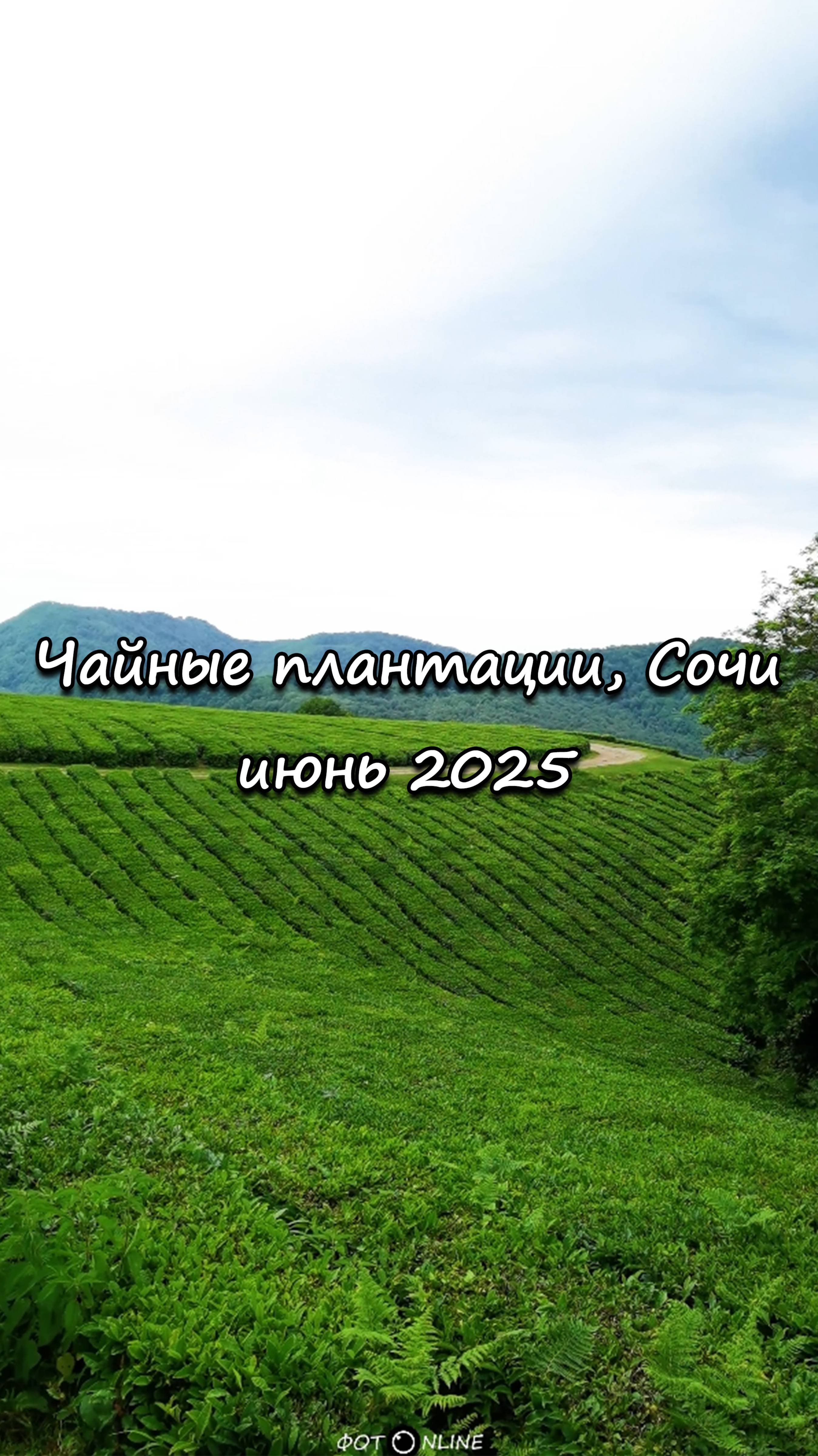 Чайные плантации, Сочи. Июнь 2025