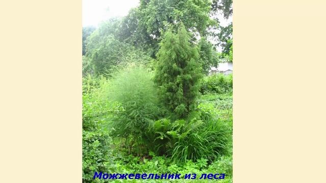 Сад Кусты