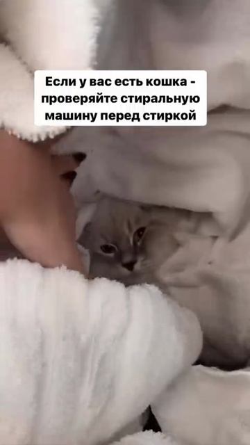 Check the washing machine and find the cat
