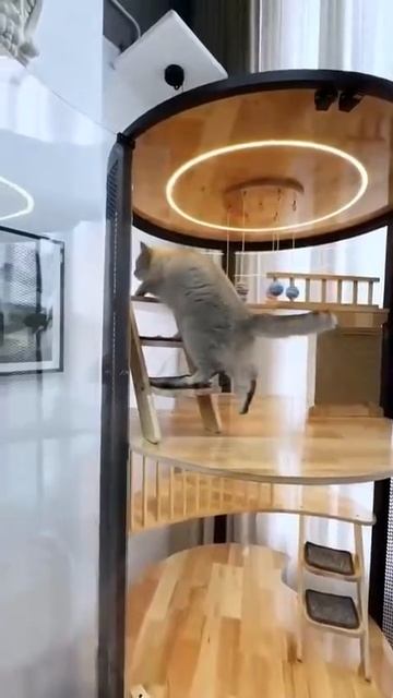 КВАРТИРА ДЛЯ КОТА