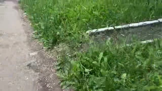 Тихий лес утром