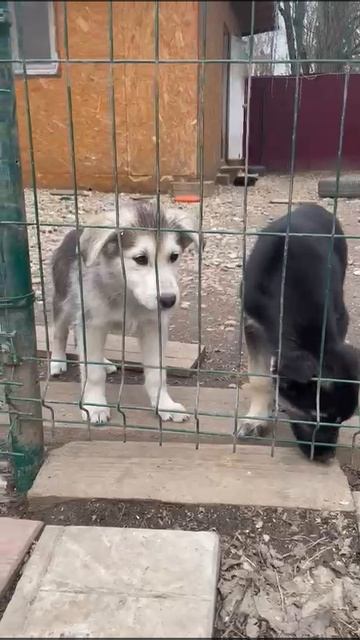 Любовь с первого взгляда 😍