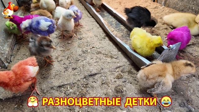Цыплята и утята милые пушистики растут на радость хозяину (52)