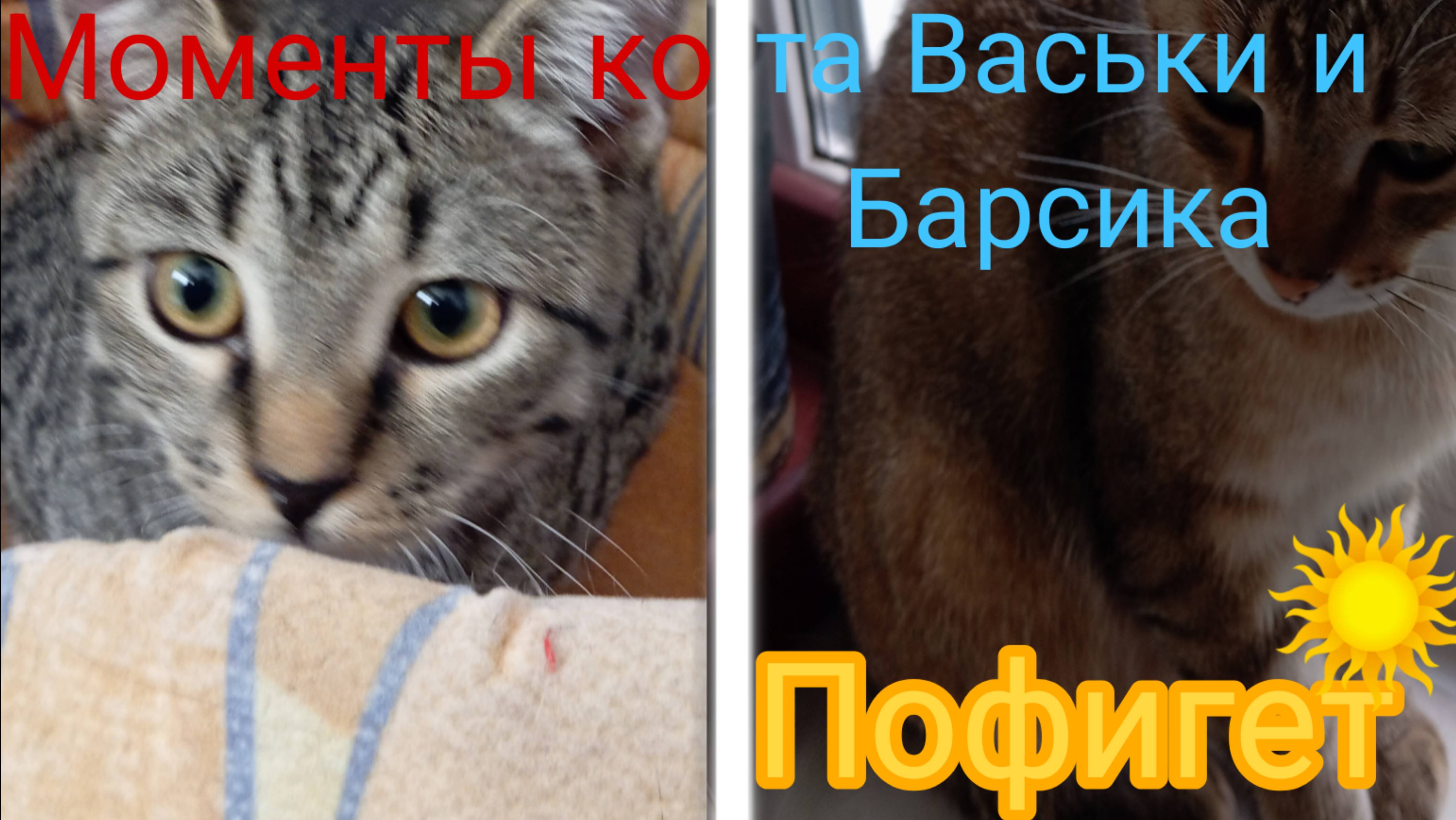 Моменты кота Васьки и Барсика