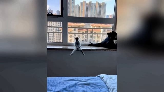 😼🐶 Эти смешные коты и собаки 🤣 Полный улет
