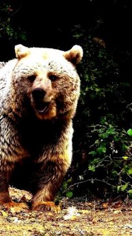 Камера поймала редчайший момент