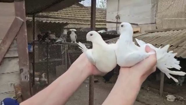 1000005402.mp4