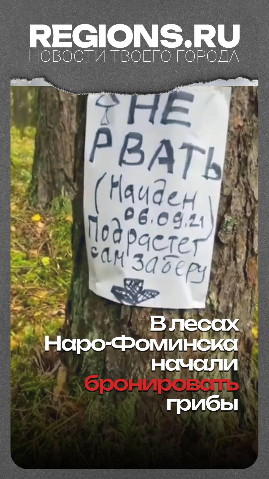 В лесах Наро-Фоминска начали бронировать грибы