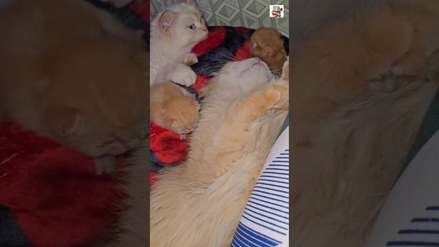 Доброе утро Ребята 🌞❤️😻🍼🐈🐈🐈🐈🐈