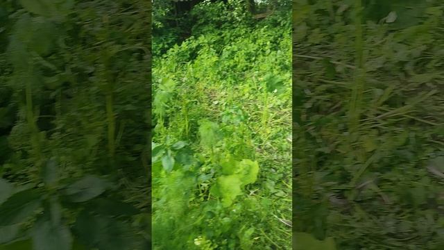 Гуси с дракончиками обживают летний домик
