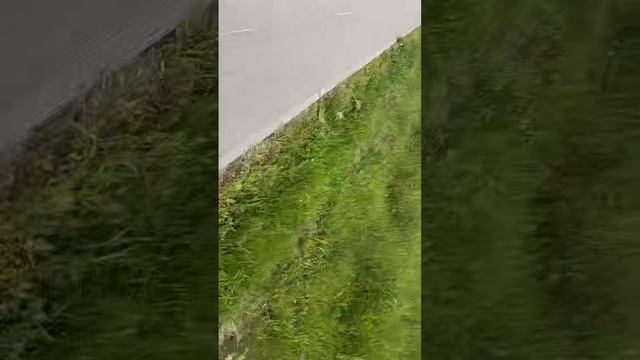 Заброшенная тропа