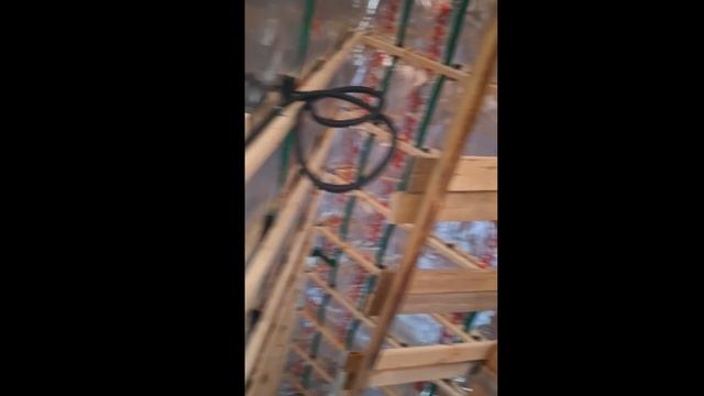 1000027267.mp4 (Собака смотрит на монтаж э/проводки в доме А-фрейм)