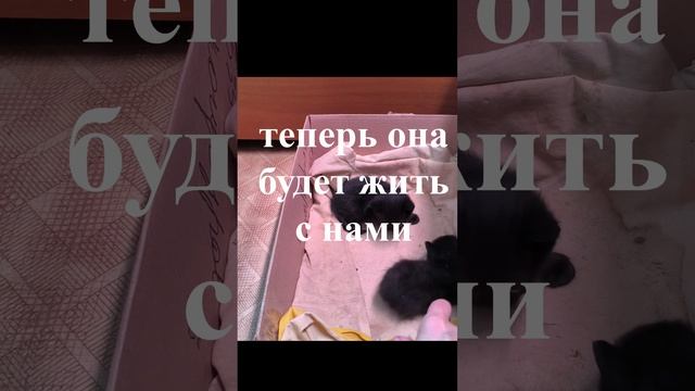 приемная семья