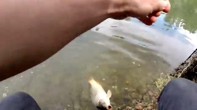 Бешеные Карпы гнут удочку и прут в коряги