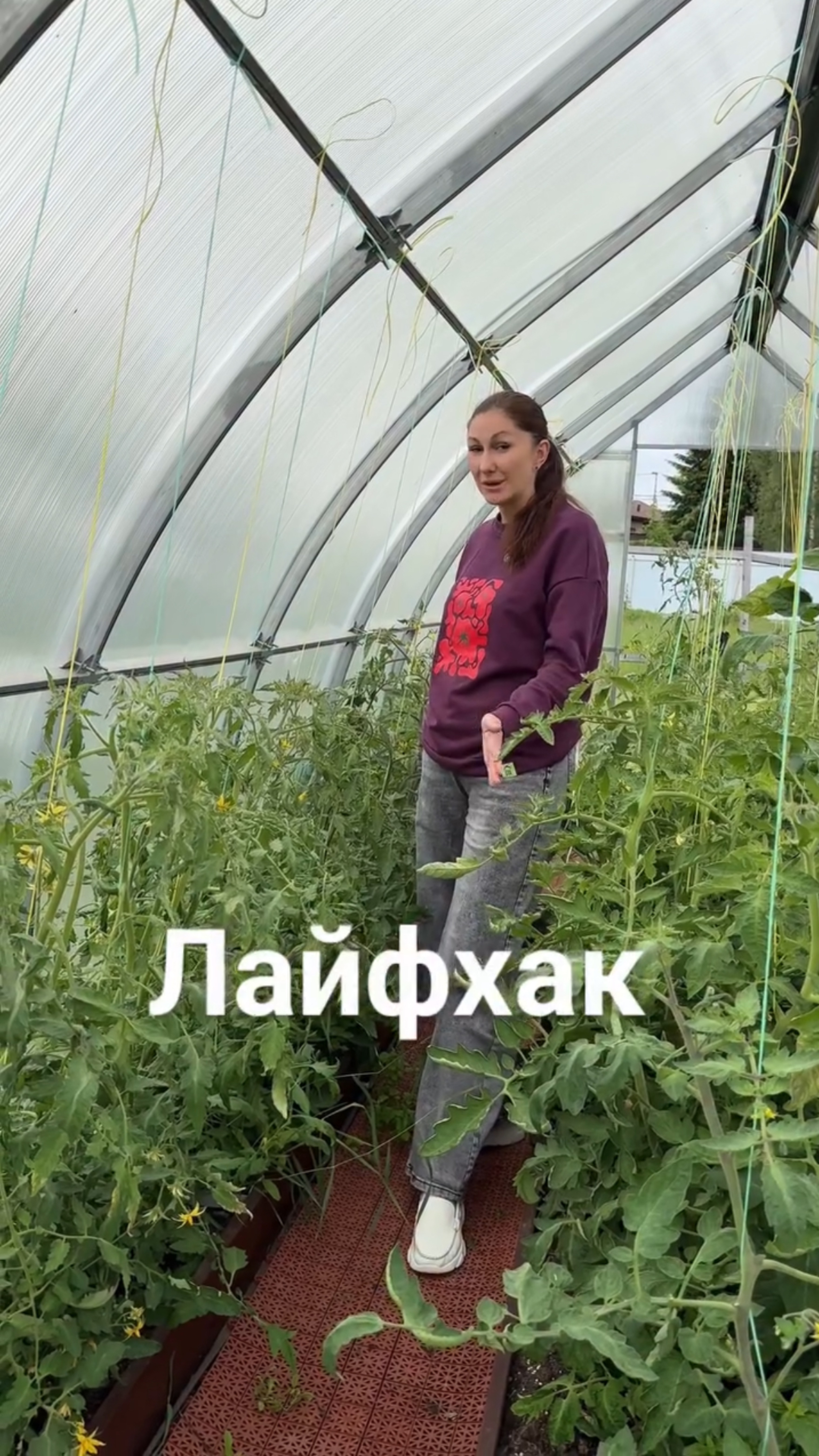 Чтобы томаты не вываливались в проход теплицы